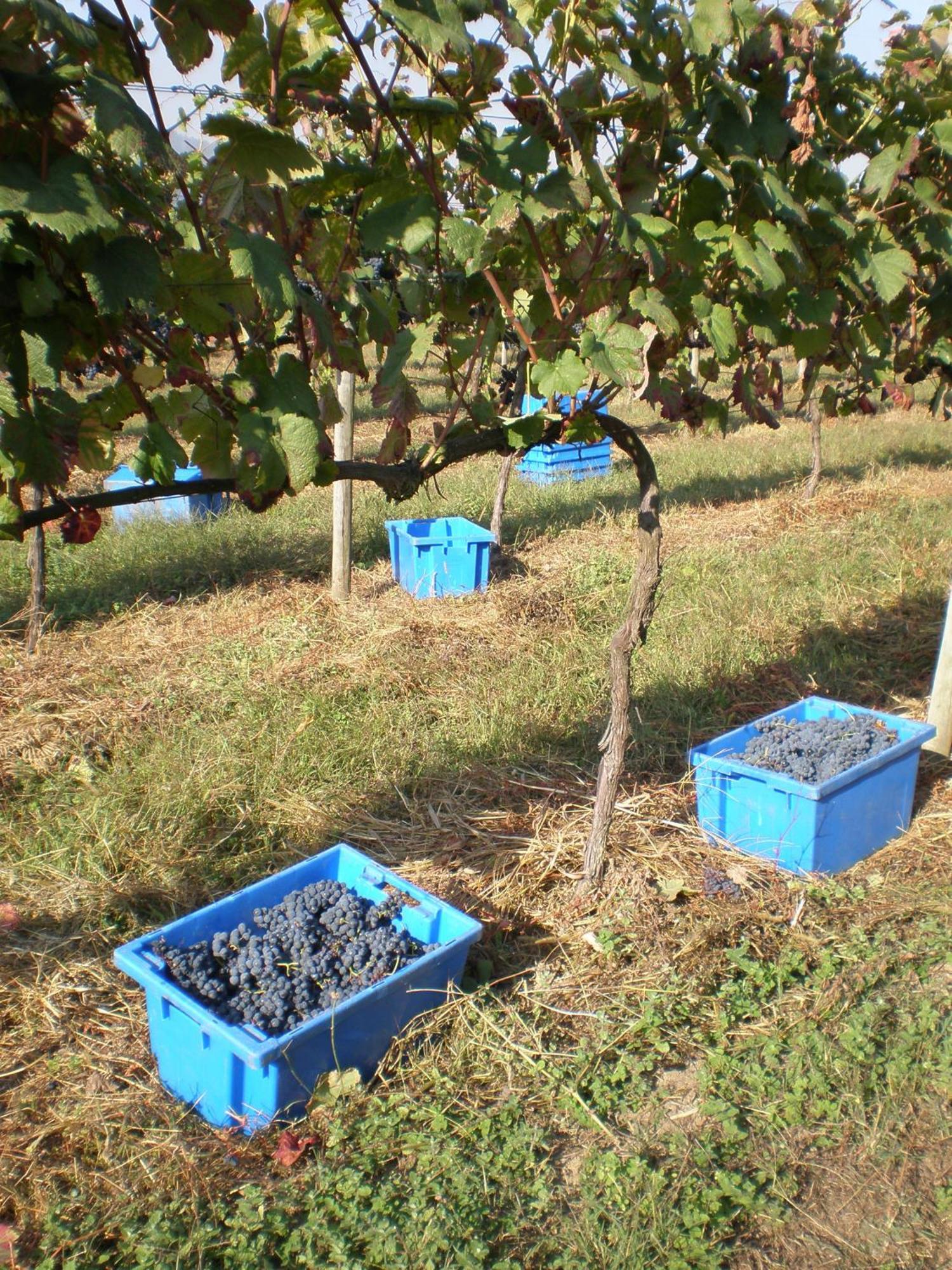 1720 Quinta Da Cancela - Winery & Farmhouse กิมาไรส์ ภายนอก รูปภาพ